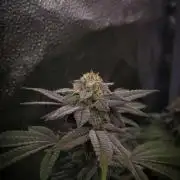 Midnight Candy HappyPlant420 SOIL
