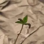 Studio 54 Stardust Auto Sweet Seeds NFT