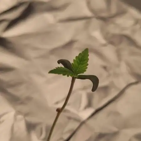 Studio 54 Stardust Auto Sweet Seeds NFT