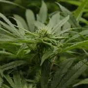 Forbidden Orange HappyPlant420