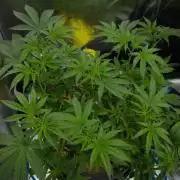 Pink Banana Runtz Dutch Passion