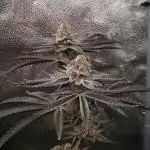 Orange Bud 2.0 Dutch Passion NFT