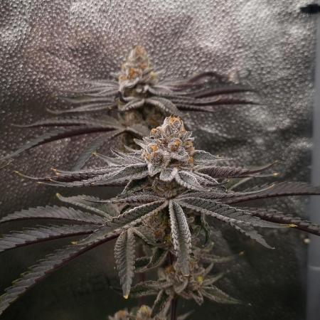 Orange Bud 2.0 Dutch Passion NFT