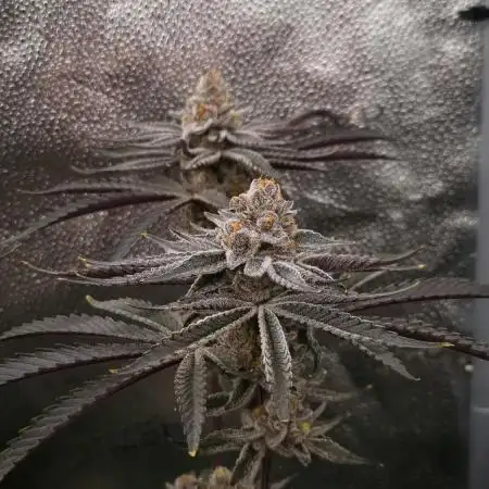 Orange Bud 2.0 Dutch Passion NFT