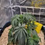 Midnight Candy HappyPlant420 SOIL