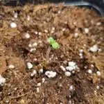 Sherbelato Cake #2 Dutch Passion SOIL