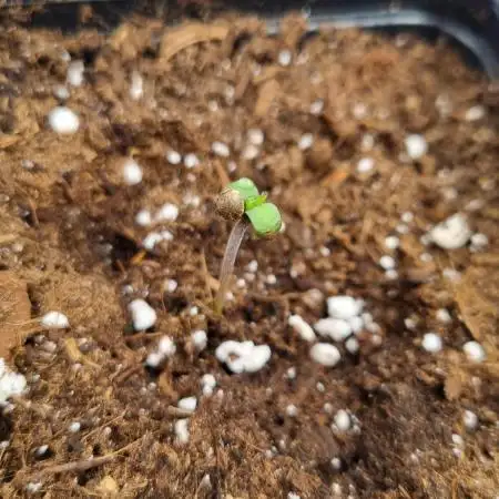 Sherbelato Cake #2 Dutch Passion SOIL