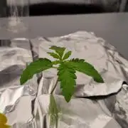 Frozen Nectar HappyPlant420 NFT