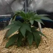 Forbidden Orange HappyPlant420