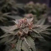 Sherbelato Cake #2 Dutch Passion SOIL