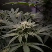 Sherbelato Cake #2 Dutch Passion SOIL