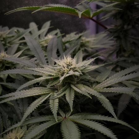 Sherbelato Cake #2 Dutch Passion SOIL