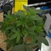 Pink Banana Runtz Dutch Passion