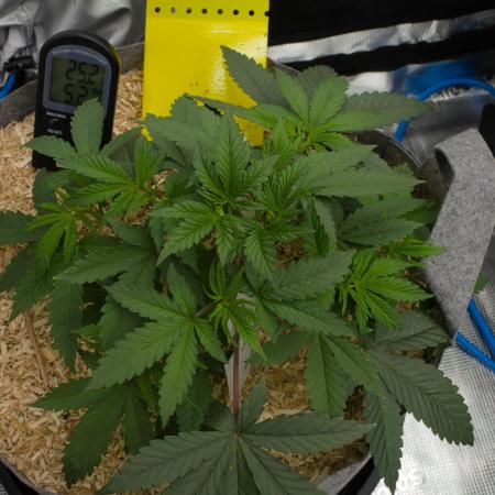 Pink Banana Runtz Dutch Passion