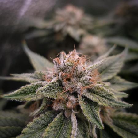 Kerosene Krash Dutch Passion NFT