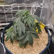 Sherbelato Cake #2 Dutch Passion SOIL