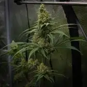 Orangu Tangie Monkey Genetics