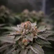 Sherbelato Cake #2 Dutch Passion SOIL