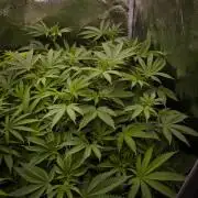 Cali Tings Wizard Trees SOIL