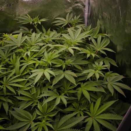 Cali Tings Wizard Trees SOIL