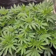 Sherbelato Cake #2 Dutch Passion SOIL