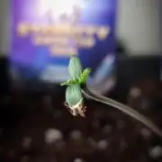 Sticky Broccoli Zamnesia SOIL