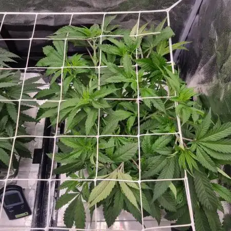 Orange Bud 2.0 Dutch Passion NFT