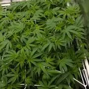 Sour Sherb Sensi Seeds