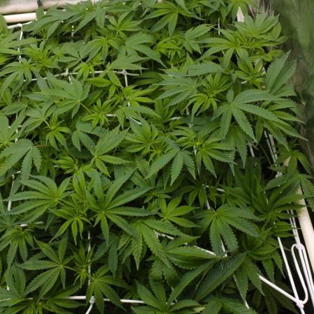 Sour Sherb Sensi Seeds