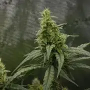 Orangu Tangie Monkey Genetics