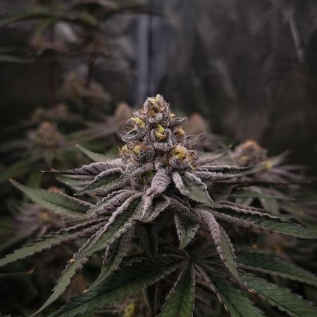 Orange Bud 2.0 Dutch Passion NFT