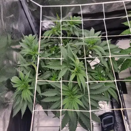 Bay Burger Delicious seeds NFT