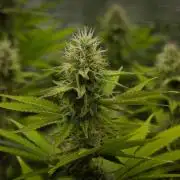 Lemon Z Dutch Passion