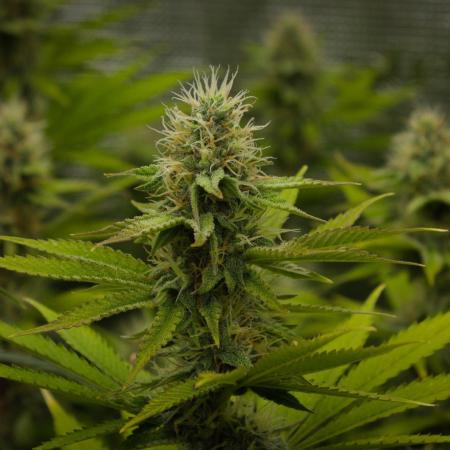 Lemon Z Dutch Passion