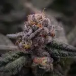 Bay Burger Delicious seeds NFT