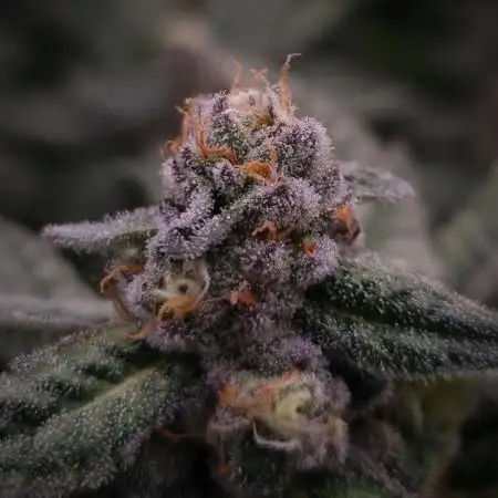 Bay Burger Delicious seeds NFT