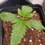 Midnight Candy HappyPlant420 SOIL