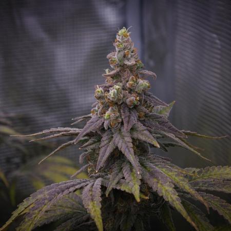 Aladdin Kush Khalifa Genetics NFT