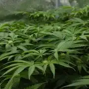 Sour Sherb Sensi Seeds