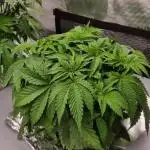 Garlic Cookies Pureinstinto NFT