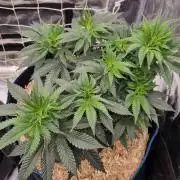 Sherbelato Cake #2 Dutch Passion SOIL