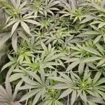 Bay Burger Delicious seeds NFT
