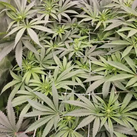 Bay Burger Delicious seeds NFT