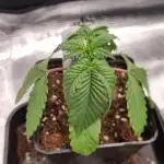 Sherbelato Cake #2 Dutch Passion SOIL