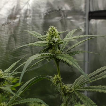 Orangu Tangie Monkey Genetics
