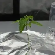 Sour Sherb Sensi Seeds