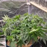 Sherbelato Cake #2 Dutch Passion SOIL