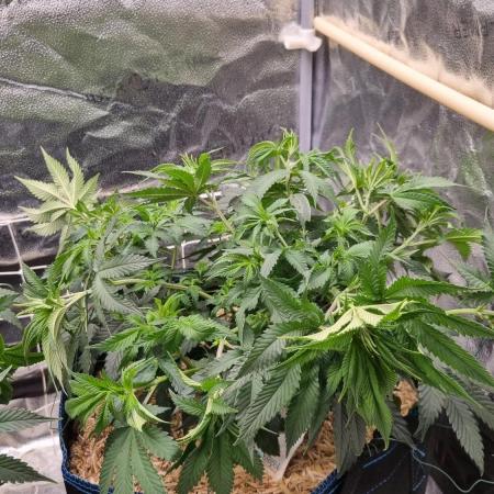 Sherbelato Cake #2 Dutch Passion SOIL