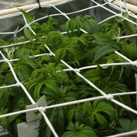 Sour Sherb Sensi Seeds