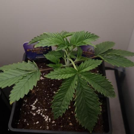 Sticky Broccoli Zamnesia SOIL